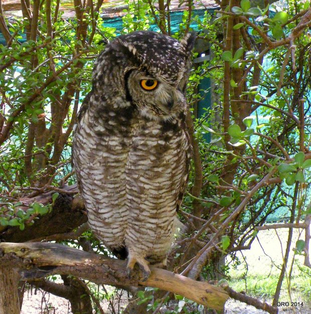 02-Owl, Spotted Eagle Owl (8)