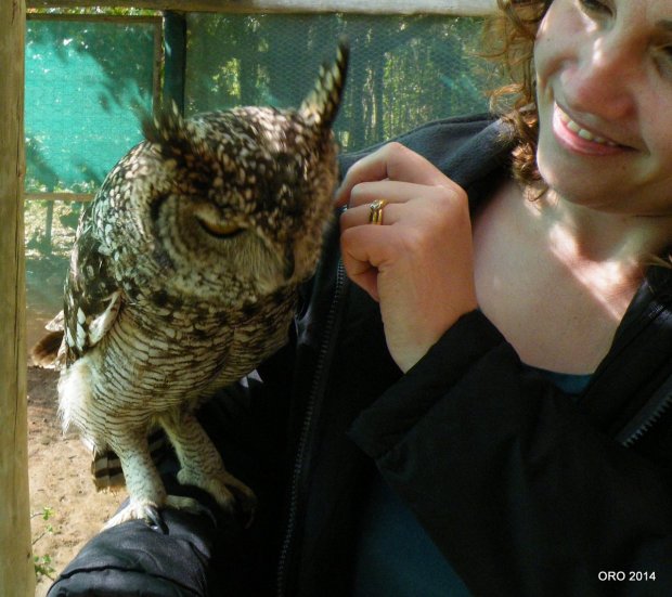 12-Owl, Spotted Eagle-owl (3)